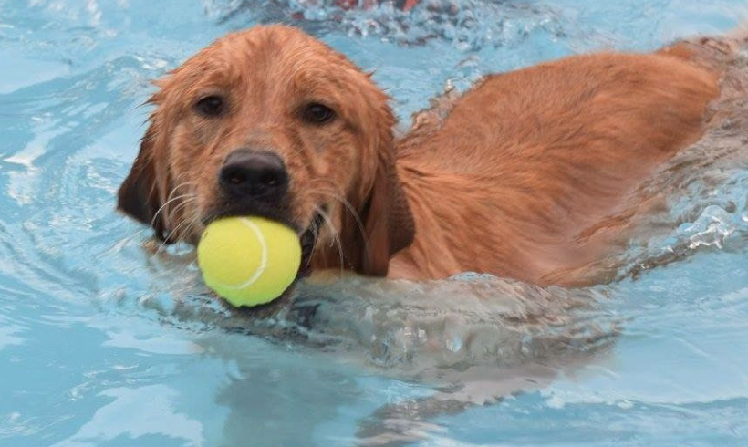 Doggie Dip 2023