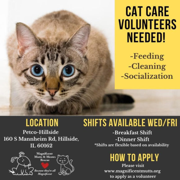 Cat Volunteers Needed Magnificent Mutts Rescue