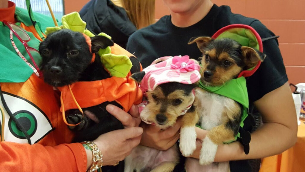 puppies in halloween costumes