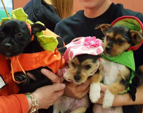 puppies in halloween costumes