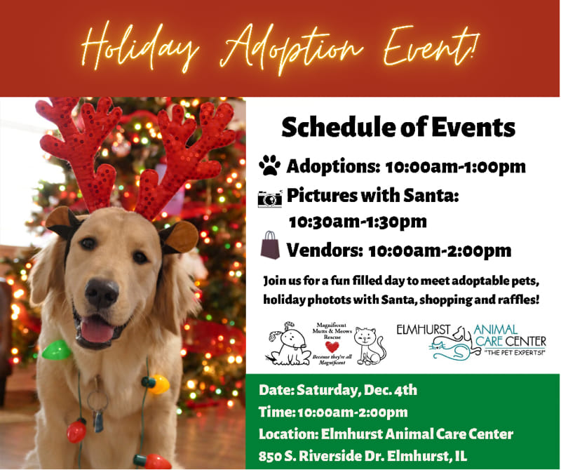 Dog with red sparkly reindeer antleers in front of a christmas tree