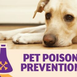 National Pet Poison Prevention Awareness Month