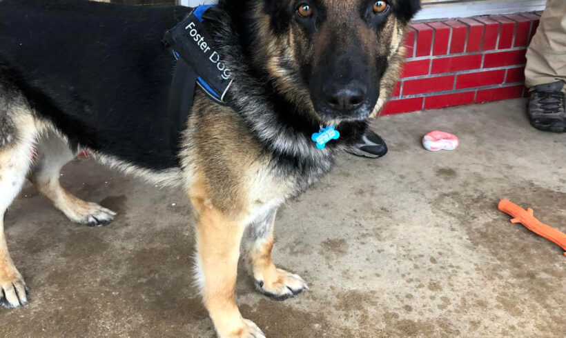 Rescue Dog Adoption @ American Tails