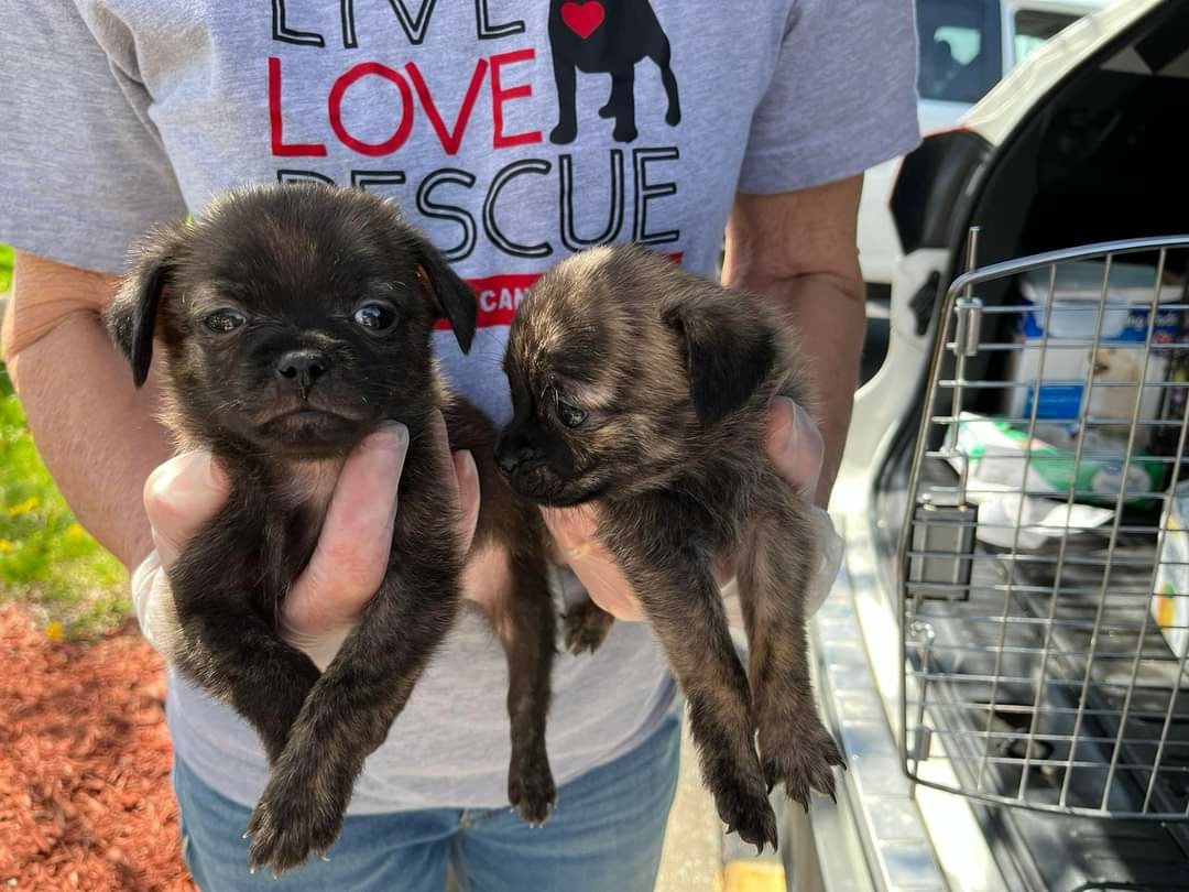 rescue puppies from a puppy mill